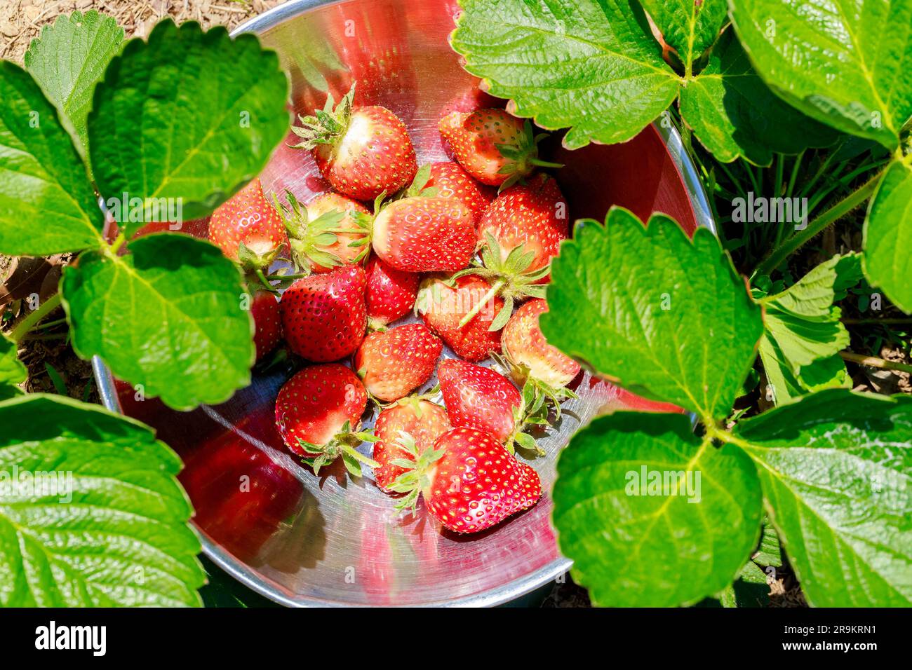 Frisch geerntete Erdbeeren. Stockfoto