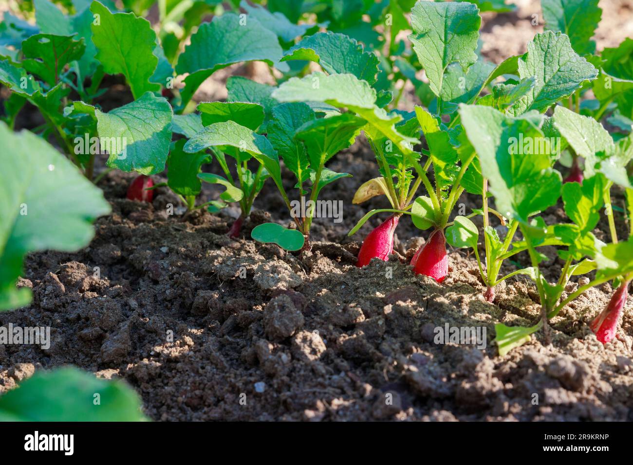 Der Garten ist voller reifer roter Radieschen. Stockfoto