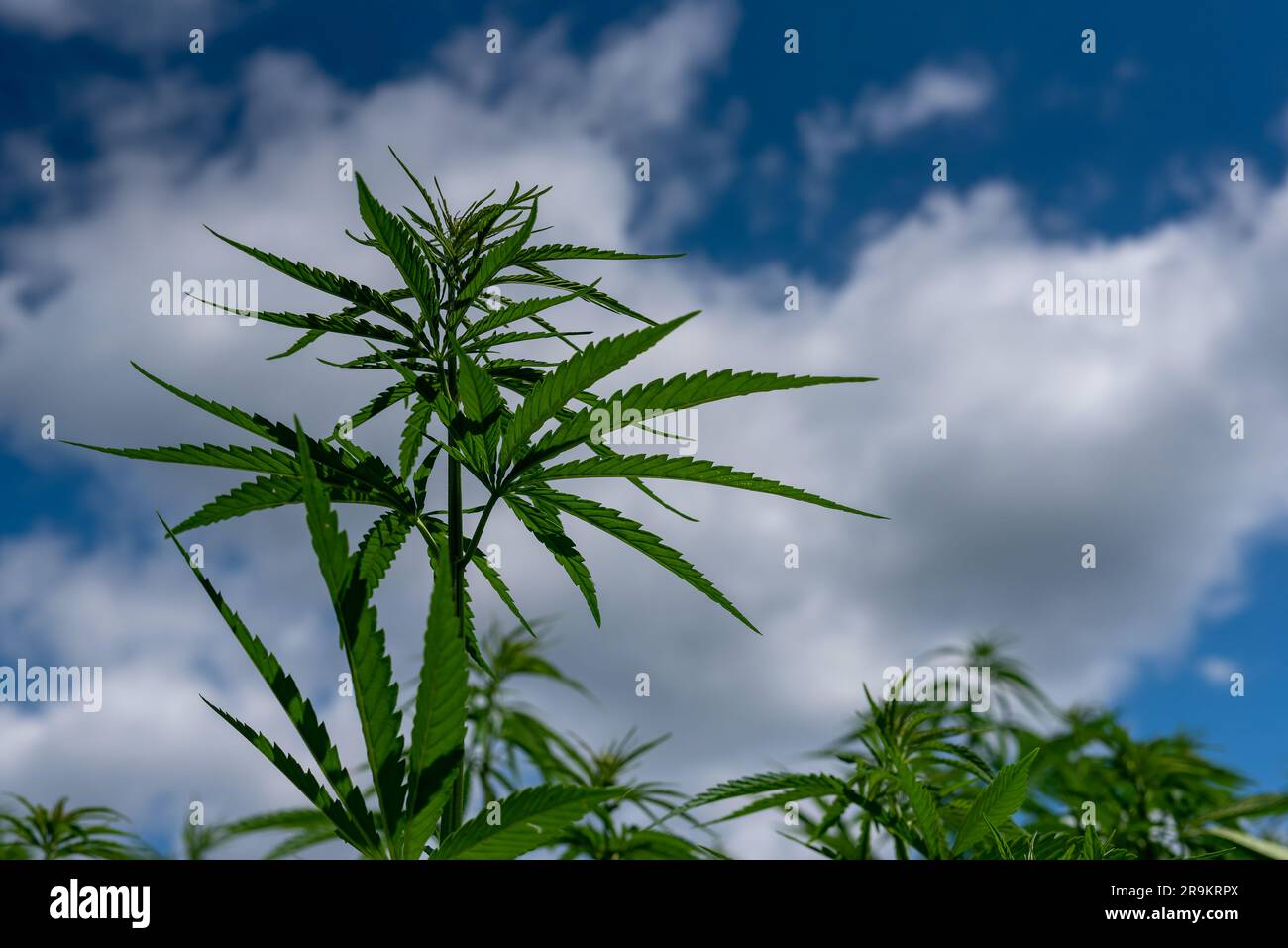 Wunderschönes Hanfblatt auf einem Marihuana-Feld unter dem blauen Himmel mit Sonne und Wolken für die Legalisierung von medizinischen Cannabisprodukten cbd thc illegales Drogenbein Stockfoto