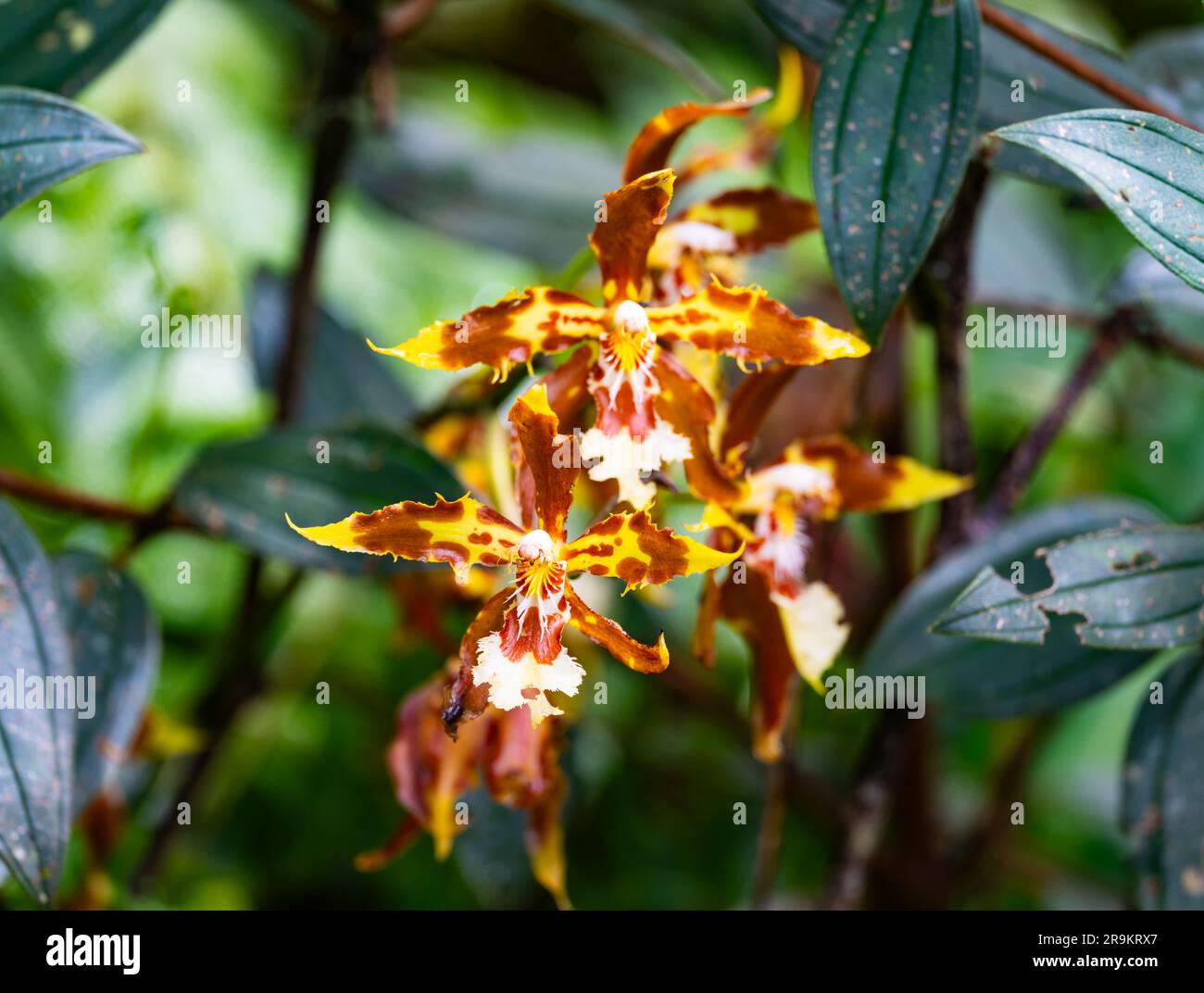 Farbenfrohe Orchideenblüten in voller Blüte. Kolumbien, Südamerika. Stockfoto