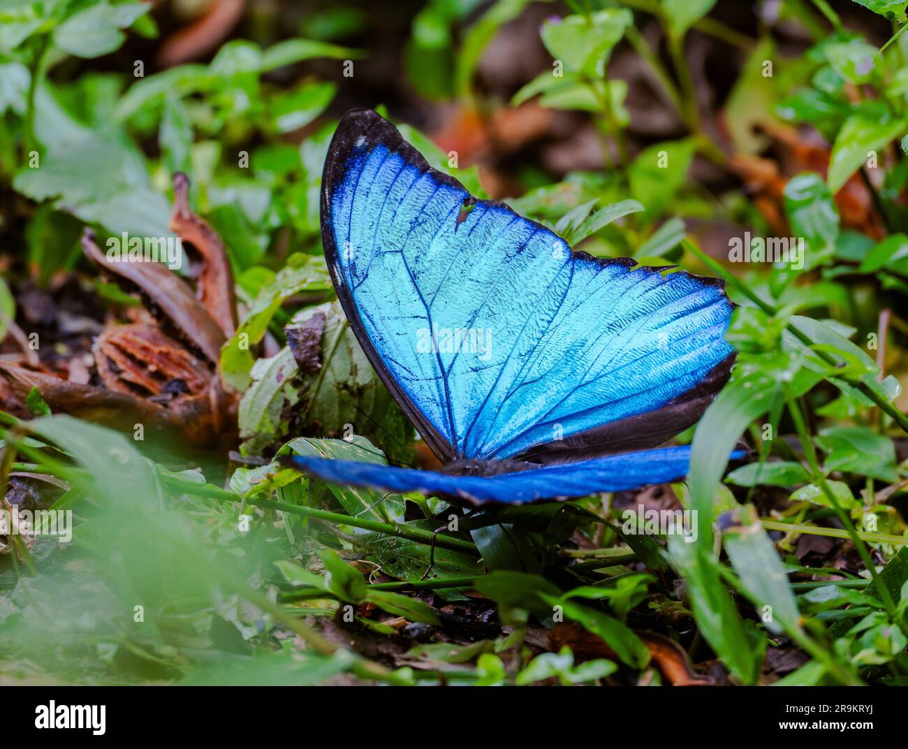 Ein blauer Morpho-Schmetterling (Morpho menelaus) öffnet seine leuchtend blauen Flügel. Kolumbien, Südamerika. Stockfoto
