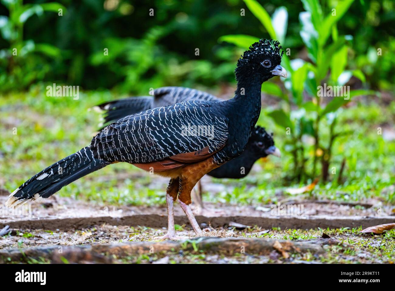 Der Blauschnabel-Curassow (Crax alberti) ist eine vom Aussterben bedrohte Art, die in Kolumbien, Südamerika, endemisch ist. Stockfoto