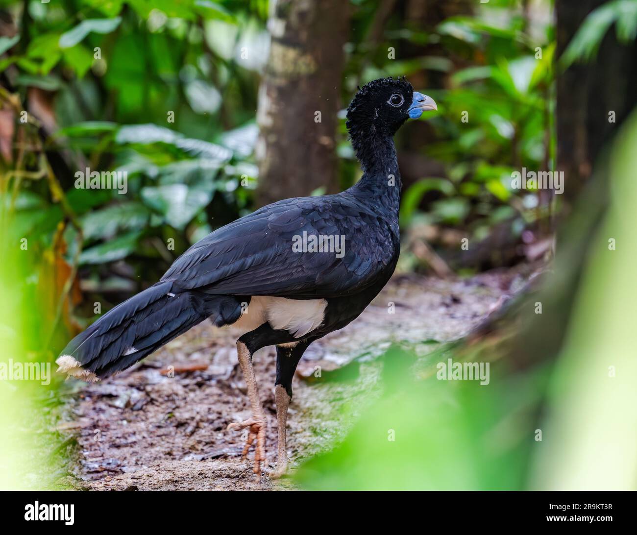 Der Blauschnabel-Curassow (Crax alberti) ist eine vom Aussterben bedrohte Art, die in Kolumbien, Südamerika, endemisch ist. Stockfoto