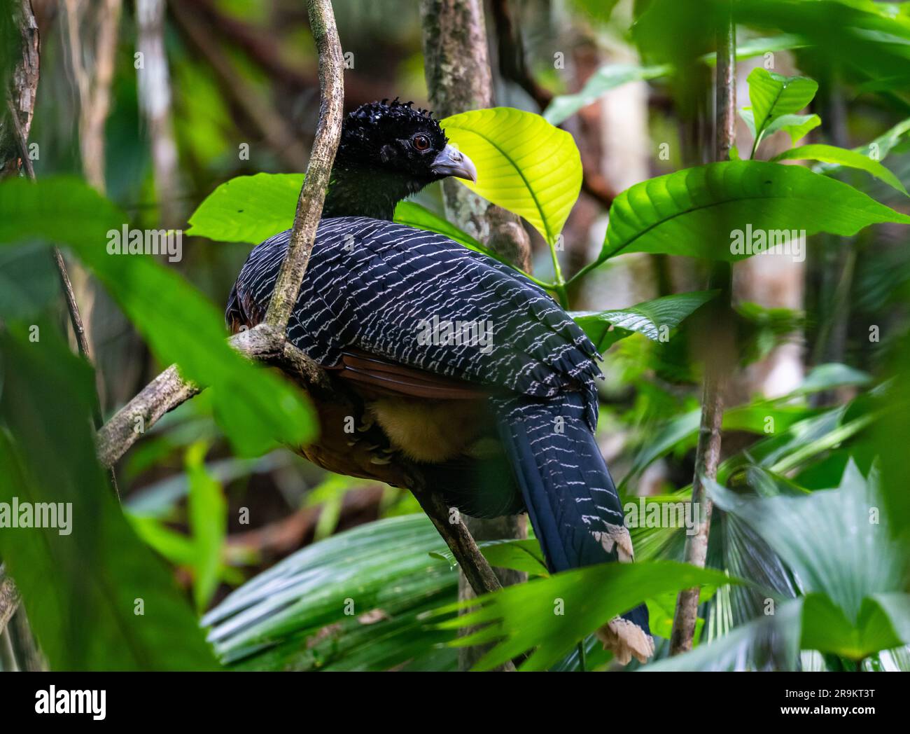 Der Blauschnabel-Curassow (Crax alberti) ist eine vom Aussterben bedrohte Art, die in Kolumbien, Südamerika, endemisch ist. Stockfoto