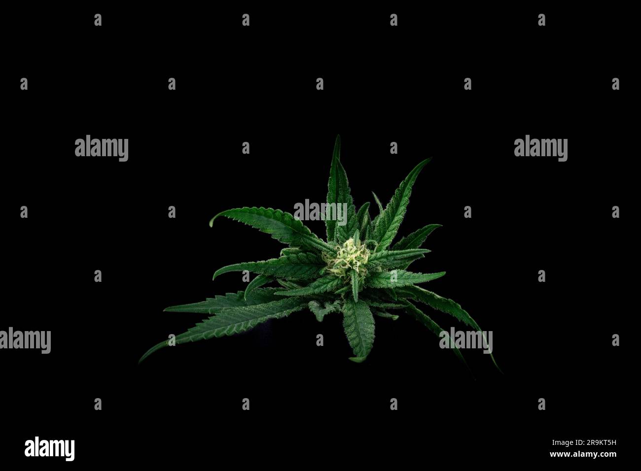 Eine Nahaufnahme einer leuchtend grünen Cannabisblume vor schwarzem Hintergrund Stockfoto