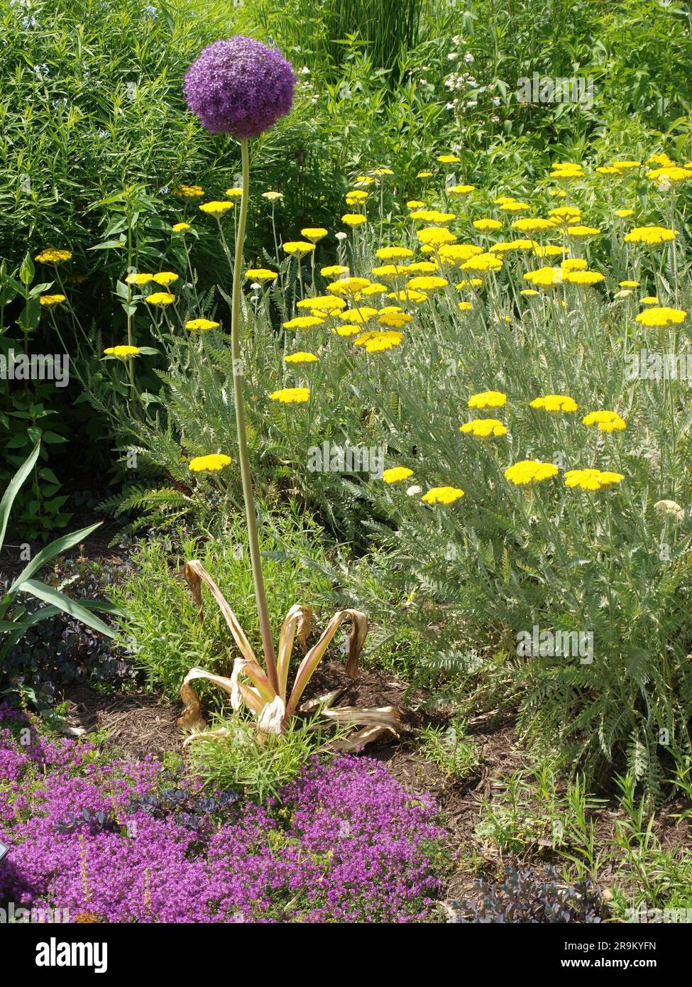 Mögen Blumen im Holden Arboretum Kirtland, Ohio Stockfoto