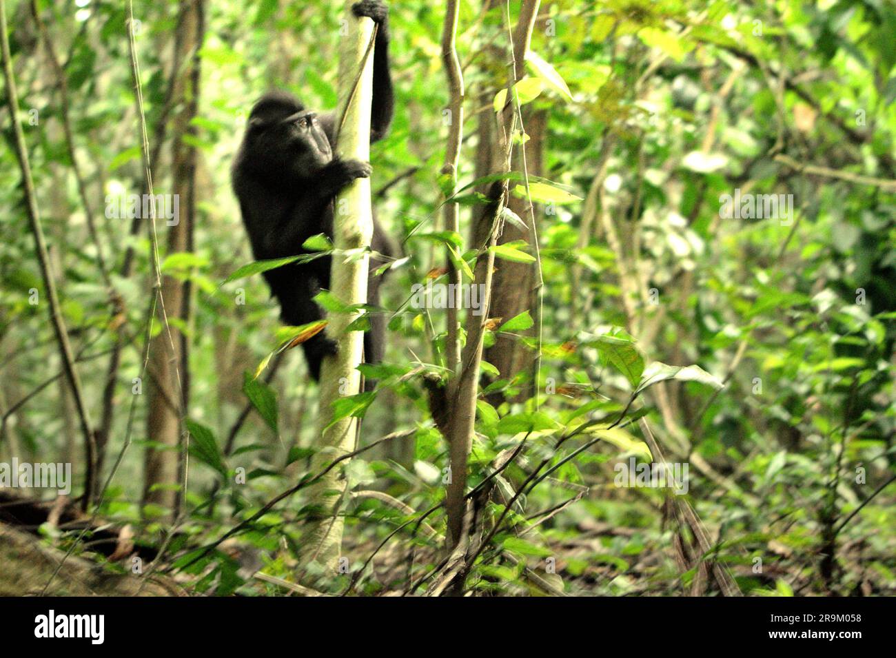 Ein junger Makak (Macaca nigra) klettert auf einen Baum, während er im Tieflandwald des Naturschutzgebiets Tangkoko, North Sulawesi, Indonesien, forscht. Der Klimawandel könne allmählich das Verhalten und den Fortpflanzungszyklus dieser bedrohten Art verändern und gleichzeitig ihre Lebensraumtauglichkeit verringern, was sie zwingen könnte, sichere Lebensräume zu verlassen und potenziellen Konflikten mit Menschen ausgesetzt zu sein, sagen Wissenschaftler. Ohne die Erwärmung haben die Primaten bereits unter dem zunehmenden anthropogenen Druck gelitten, wodurch sie eine abnehmende Population haben und in das Aussterberisiko geraten. Stockfoto