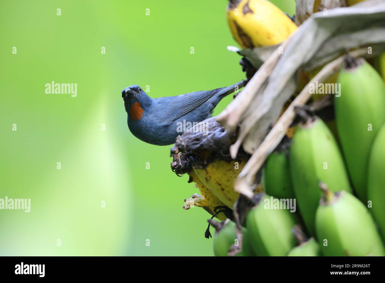 Orangequit (Euneornis campestris), endemischer Vogel in Jamaika Stockfoto