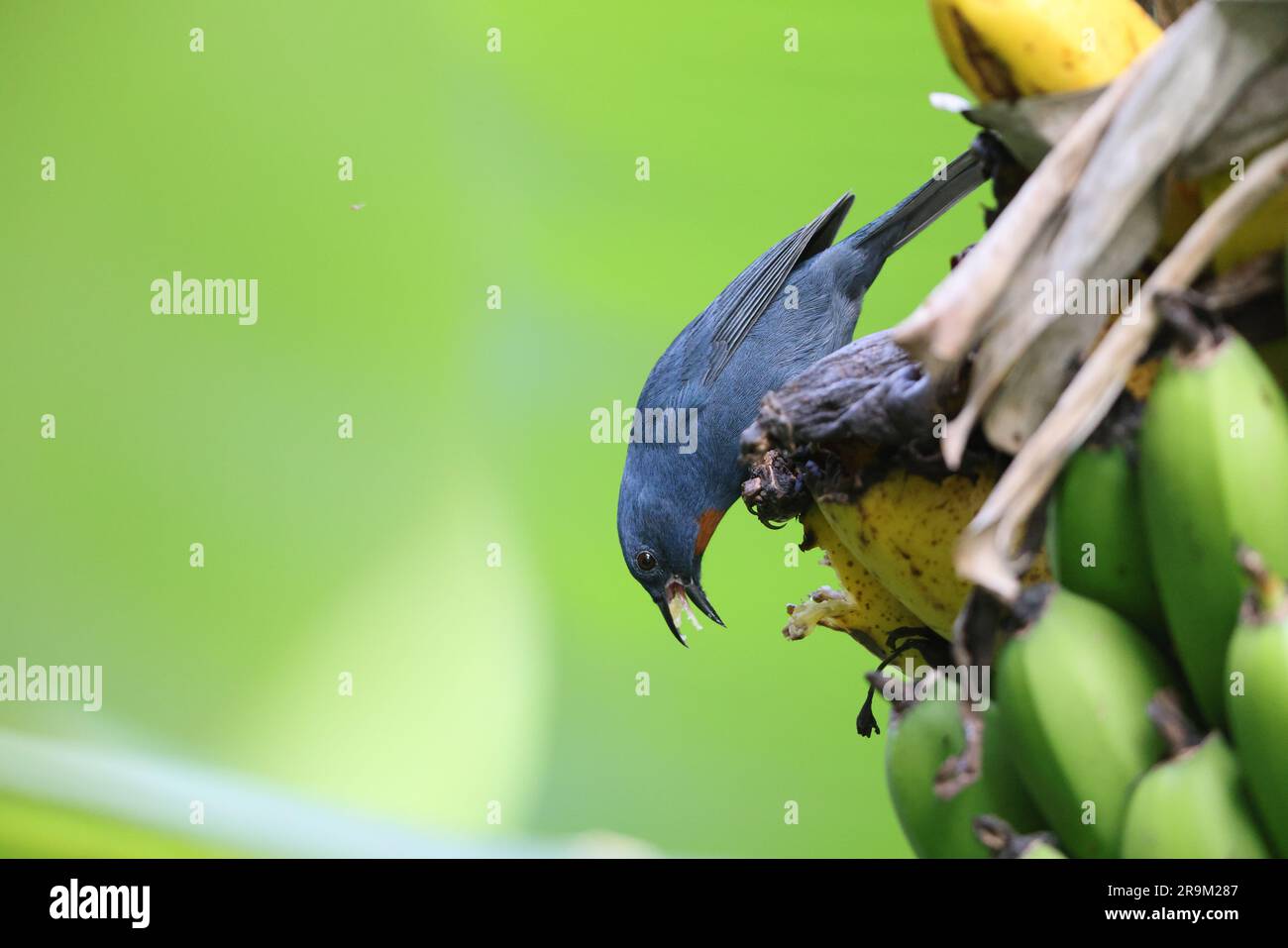 Orangequit (Euneornis campestris), endemischer Vogel in Jamaika Stockfoto