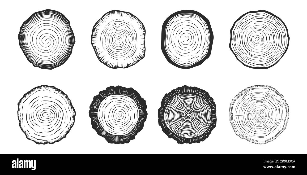 Vektorbaumringe, Sägen-Baumstamm, Holzstamm, Kreuz. Kiefer, Eichenscheiben, Holz. Geschnittenes Holz, Holzstruktur mit Baumringen. Handgezeichnetes Design Stock Vektor