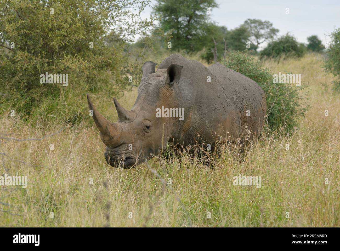 Weißes Nashorn grast in der Wildnis des Kruger-Nationalparks, Südafrika Stockfoto