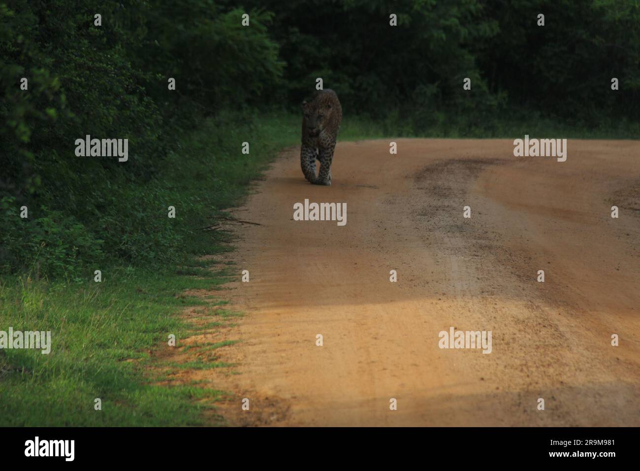 Sri-lankische Leoparden in der Wildnis. Besuchen Sie Sri Lanka Stockfoto
