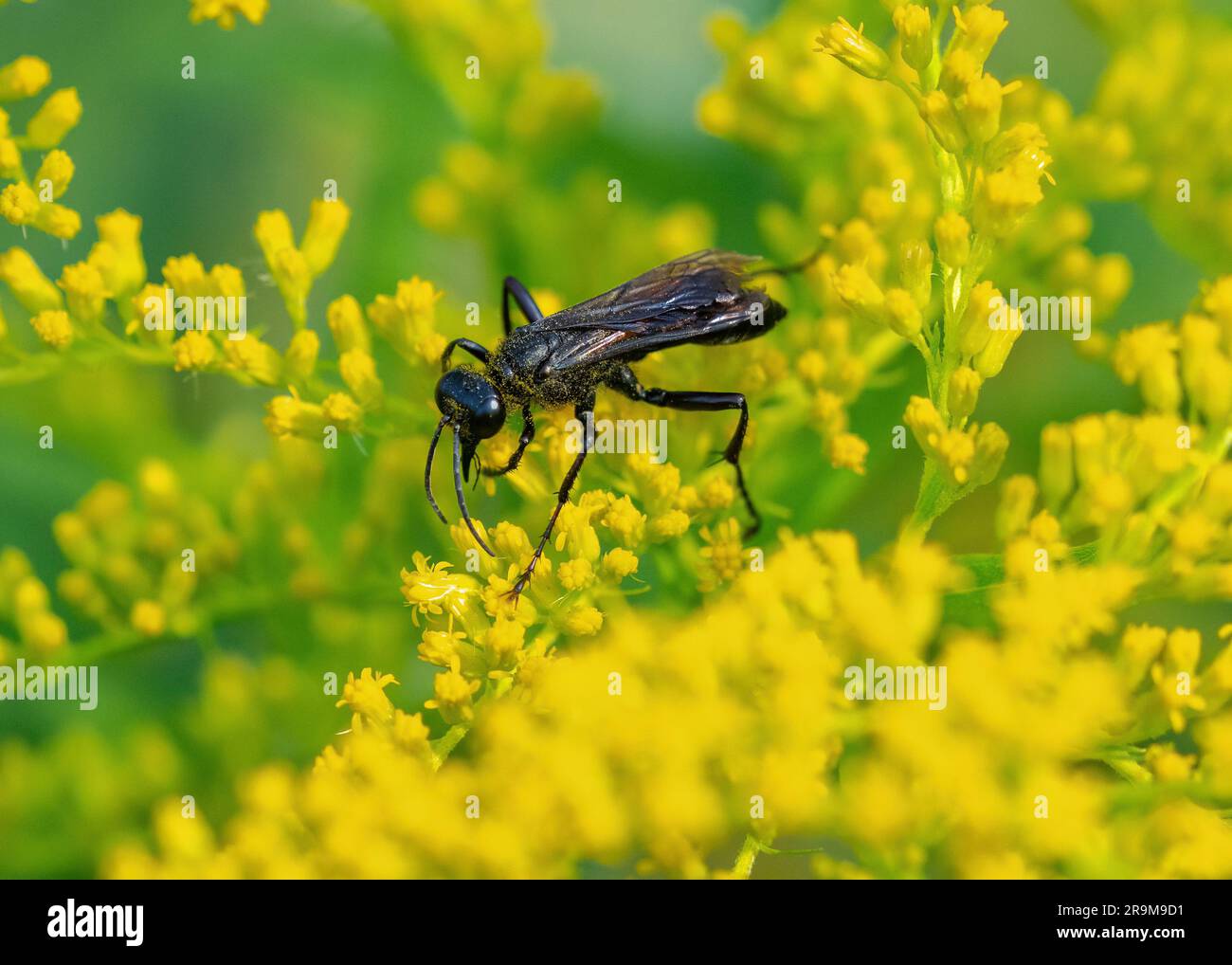 Eine große schwarze Waspe, die von oben gesehen wird und auf einem Goldenrod-Strauß bestäubt. Stockfoto