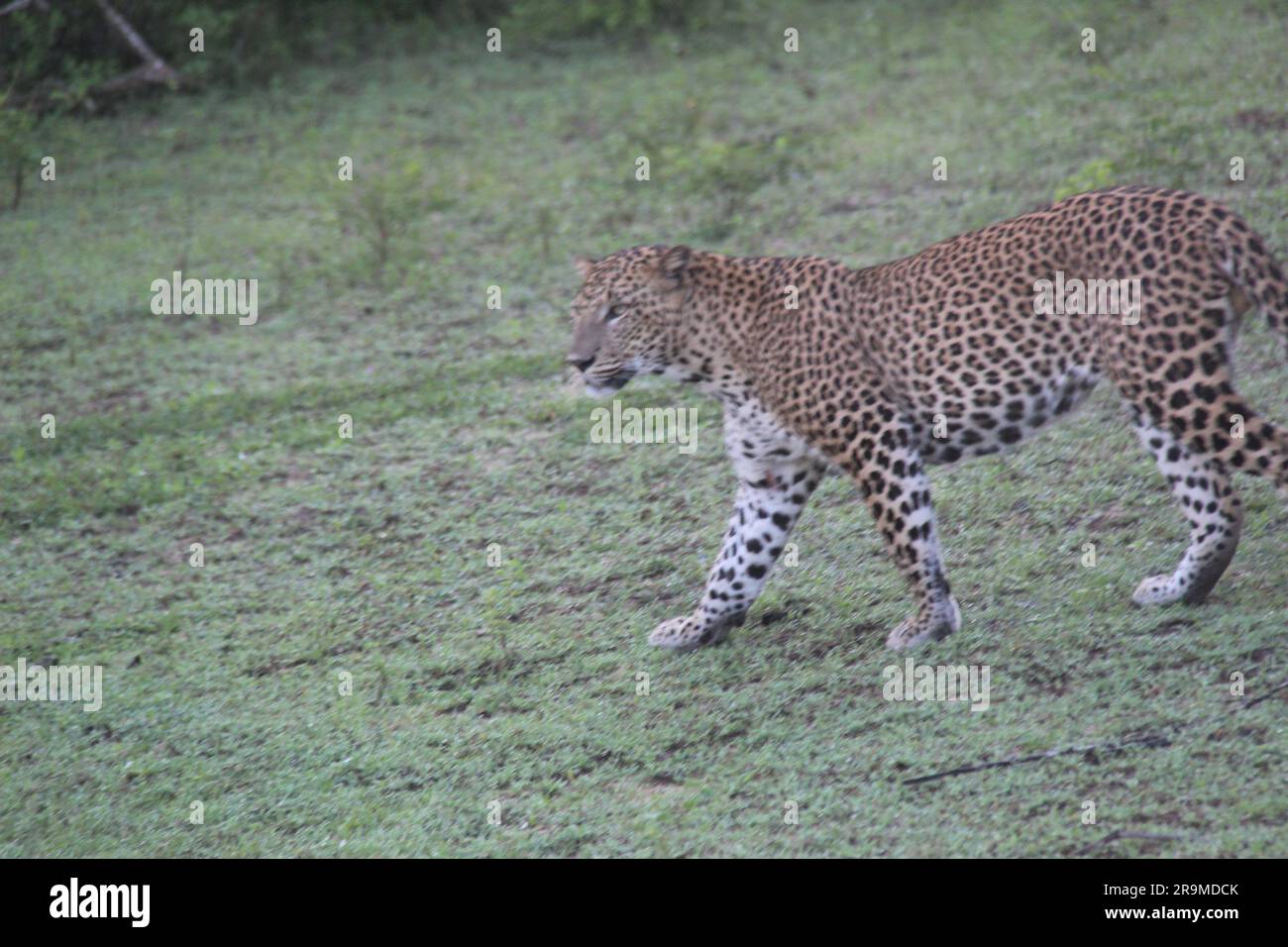 Sri-lankische Leoparden in der Wildnis. Besuchen Sie Sri Lanka Stockfoto