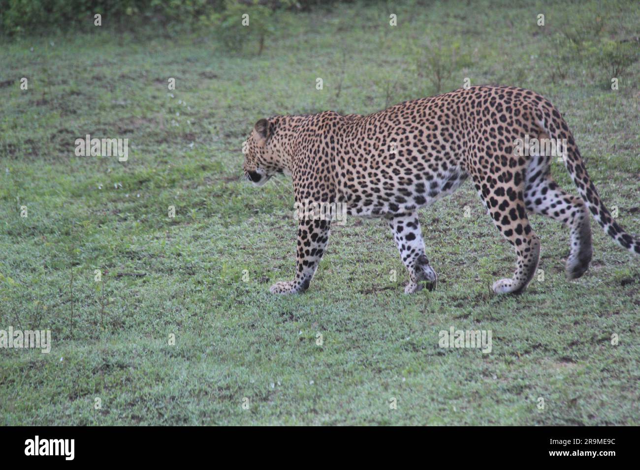 Sri-lankische Leoparden in der Wildnis. Besuchen Sie Sri Lanka Stockfoto