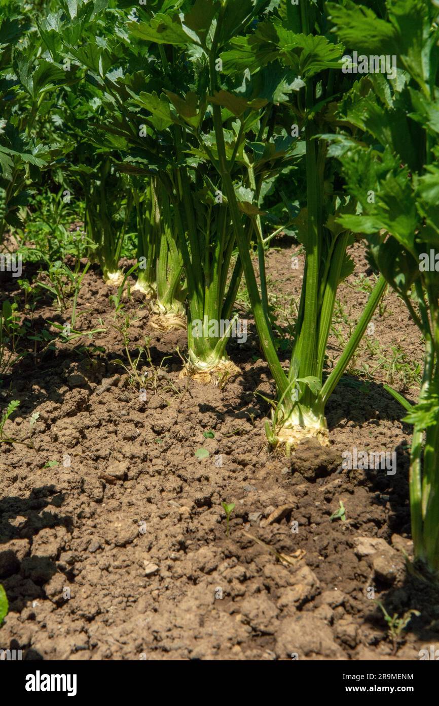 Im Gemüsegarten wachsende Selleriebreite. Sellerie ist eine Sumpfpflanze der Familie Apiaceae. Stockfoto