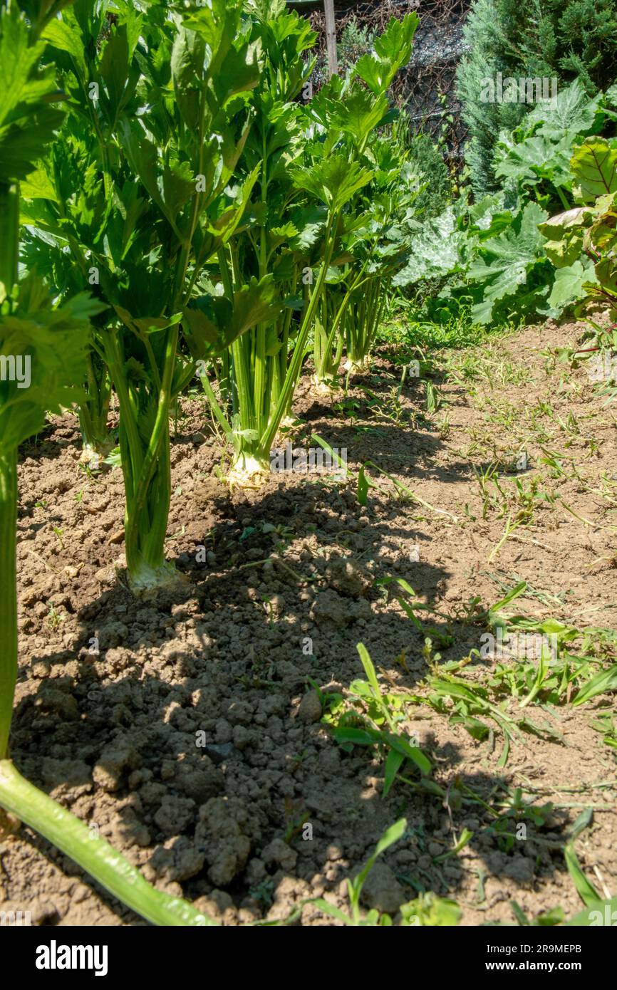 Im Gemüsegarten wachsende Selleriebreite. Sellerie ist eine Sumpfpflanze der Familie Apiaceae. Stockfoto
