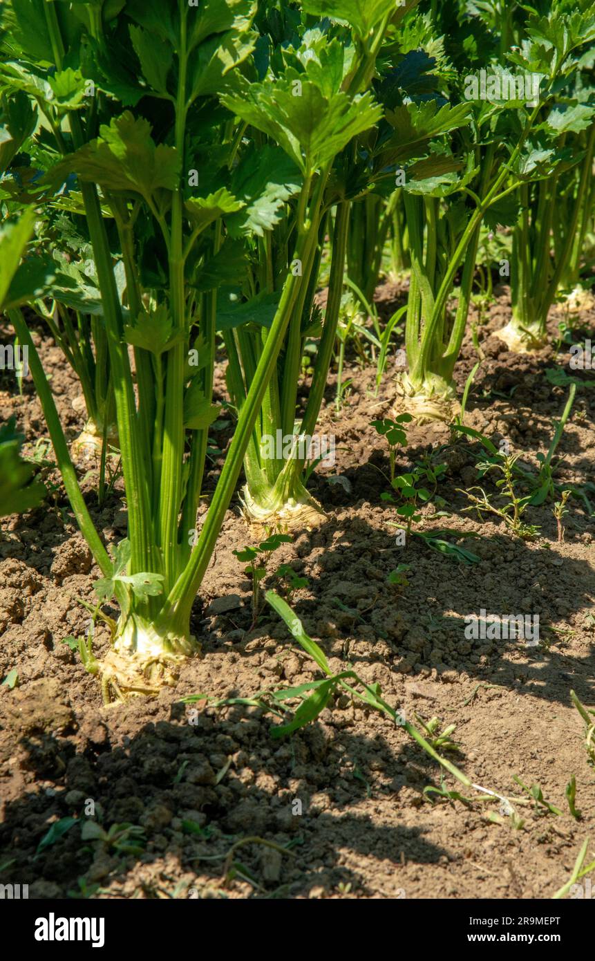 Im Gemüsegarten wachsende Selleriebreite. Sellerie ist eine Sumpfpflanze der Familie Apiaceae. Stockfoto