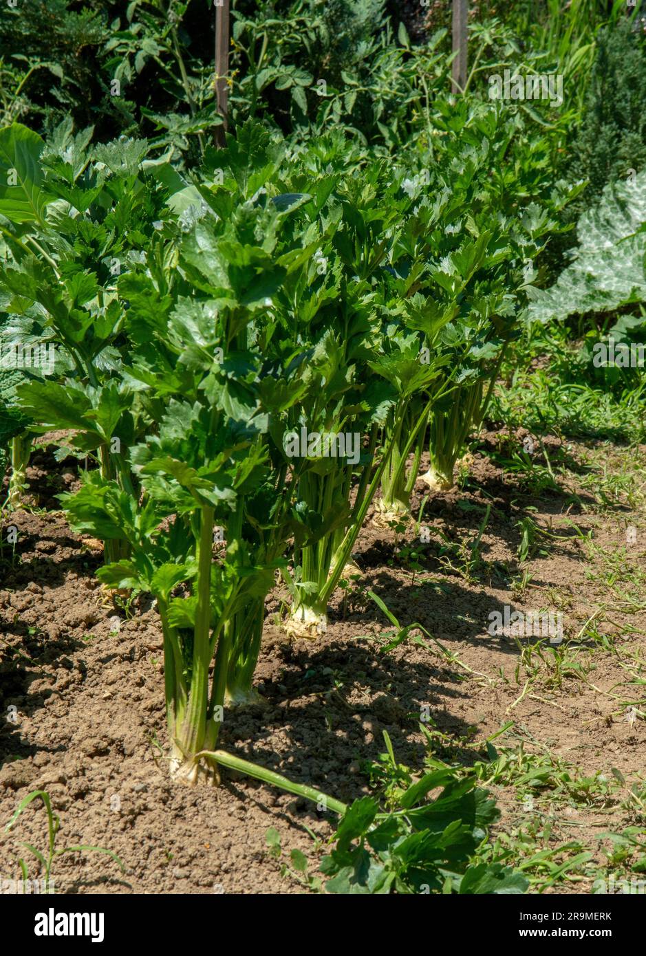 Im Gemüsegarten wachsende Selleriebreite. Sellerie ist eine Sumpfpflanze der Familie Apiaceae. Stockfoto