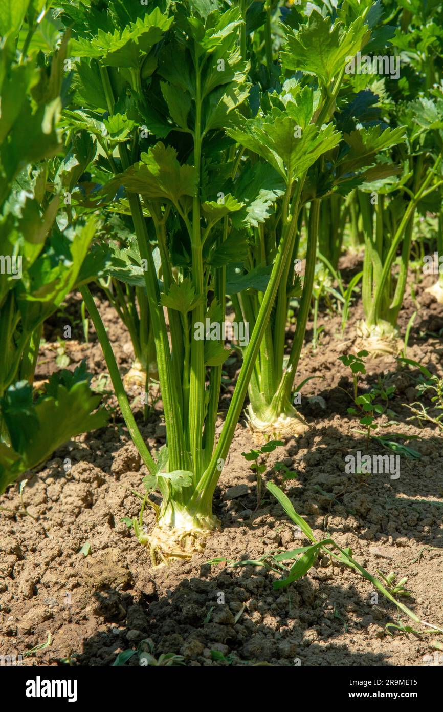 Im Gemüsegarten wachsende Selleriebreite. Sellerie ist eine Sumpfpflanze der Familie Apiaceae. Stockfoto