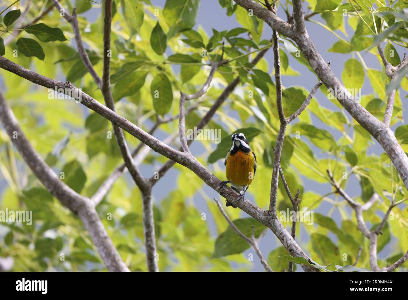 Jamaican spinalis oder Jamaican Stripe-head Tanager (Spindalis nigricephala) in Jamaika Stockfoto