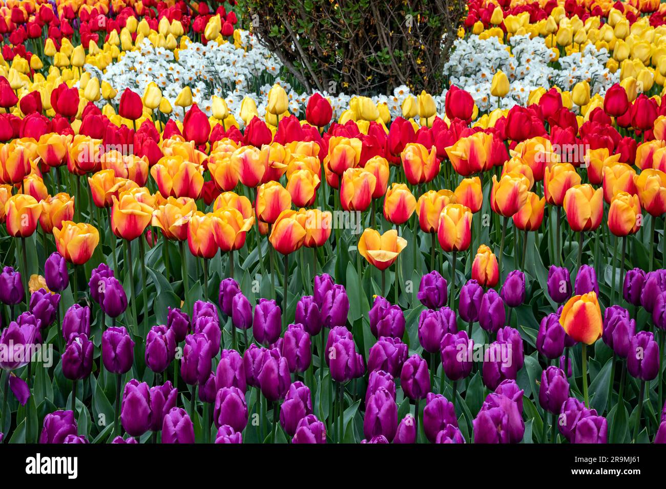 WA23441-00...WASHINGTON - Tulpen und Narzissen in einem gemischten Ausstellungsgarten auf der RoozenGaarde Tulip and Bulb Farm im Skagit Valley. Stockfoto