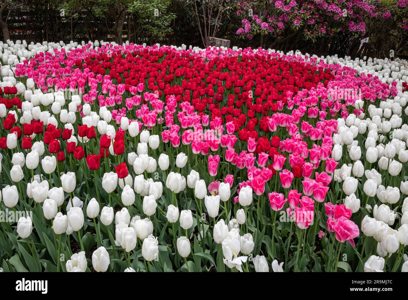 WA23454-00...WASHINGTON - herzförmiger Ausstellungsgarten im RoozenGaarde Tulip und Bulb Farm im Skagit Valley. Stockfoto