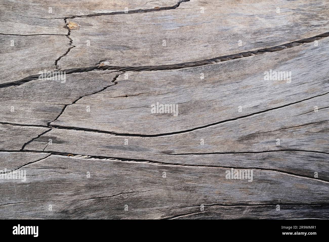 Sonnengebleichtes trockenes Treibholz aus der Nahaufnahme Stockfoto