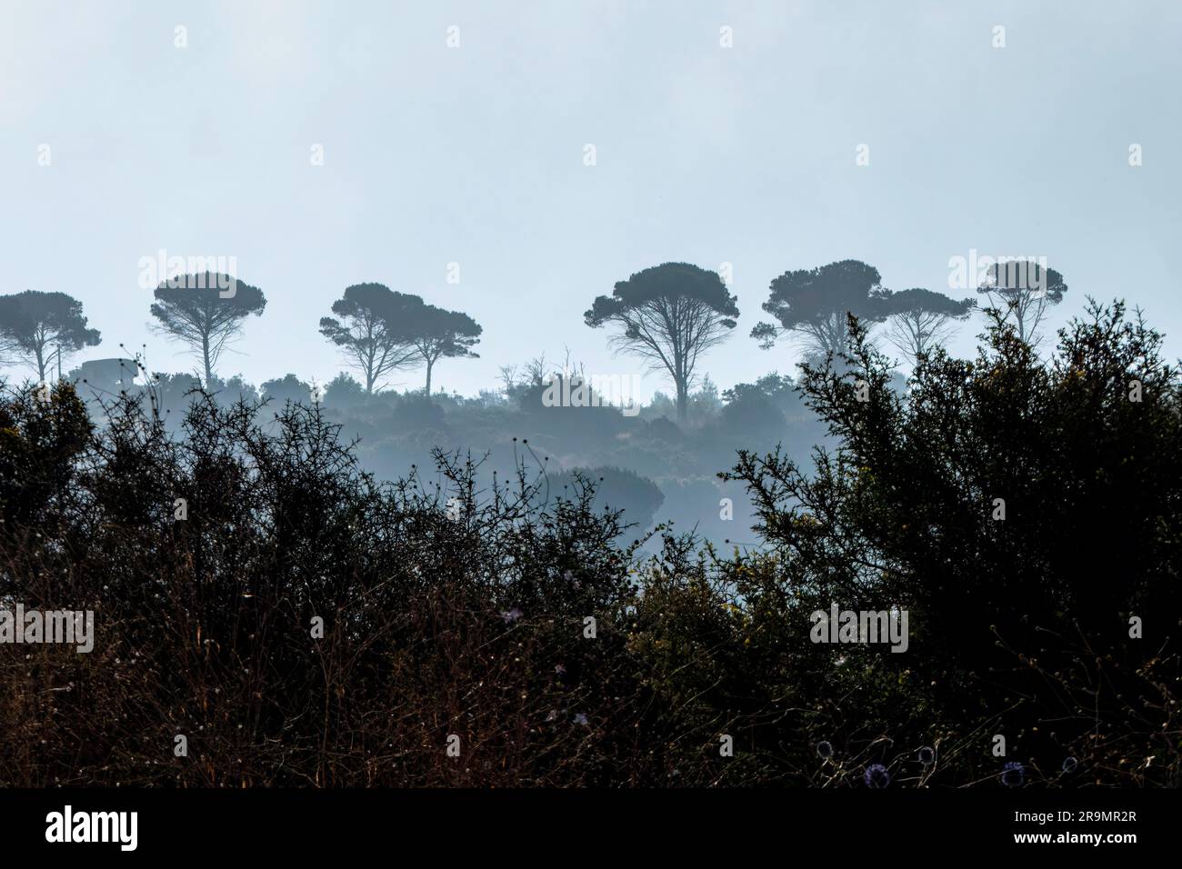 Westliches Galiläa. Nationalpark Mount Carmel. Sommersaison. Morgennebel. Israel. Stockfoto