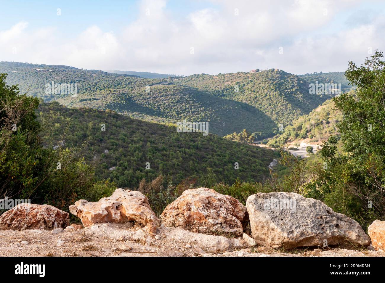 Westlicher Galiläa-Berg Carmel vor blauem Himmel mit weißen Wolken. Sommersaison. Trockenes Gras und ewige grüne Bäume. Israel. Stockfoto