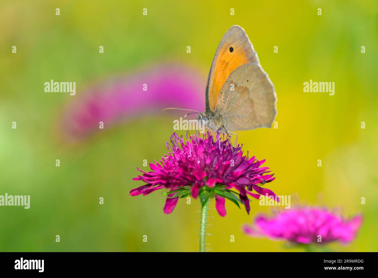 Meadow Brown Butterfly - Maniola jurtina ruht auf einer Blüte des Feldes Scabious - Knautia arvensis Stockfoto