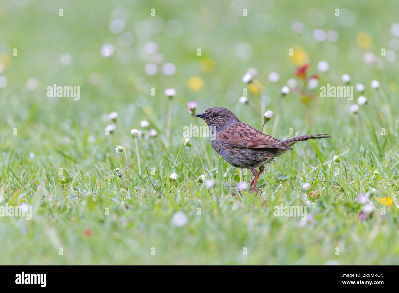 Dunnock [ Prunella modularis ] auf Rasen mit Gänseblümchen und Bokeh-Highlights im Hintergrund Stockfoto