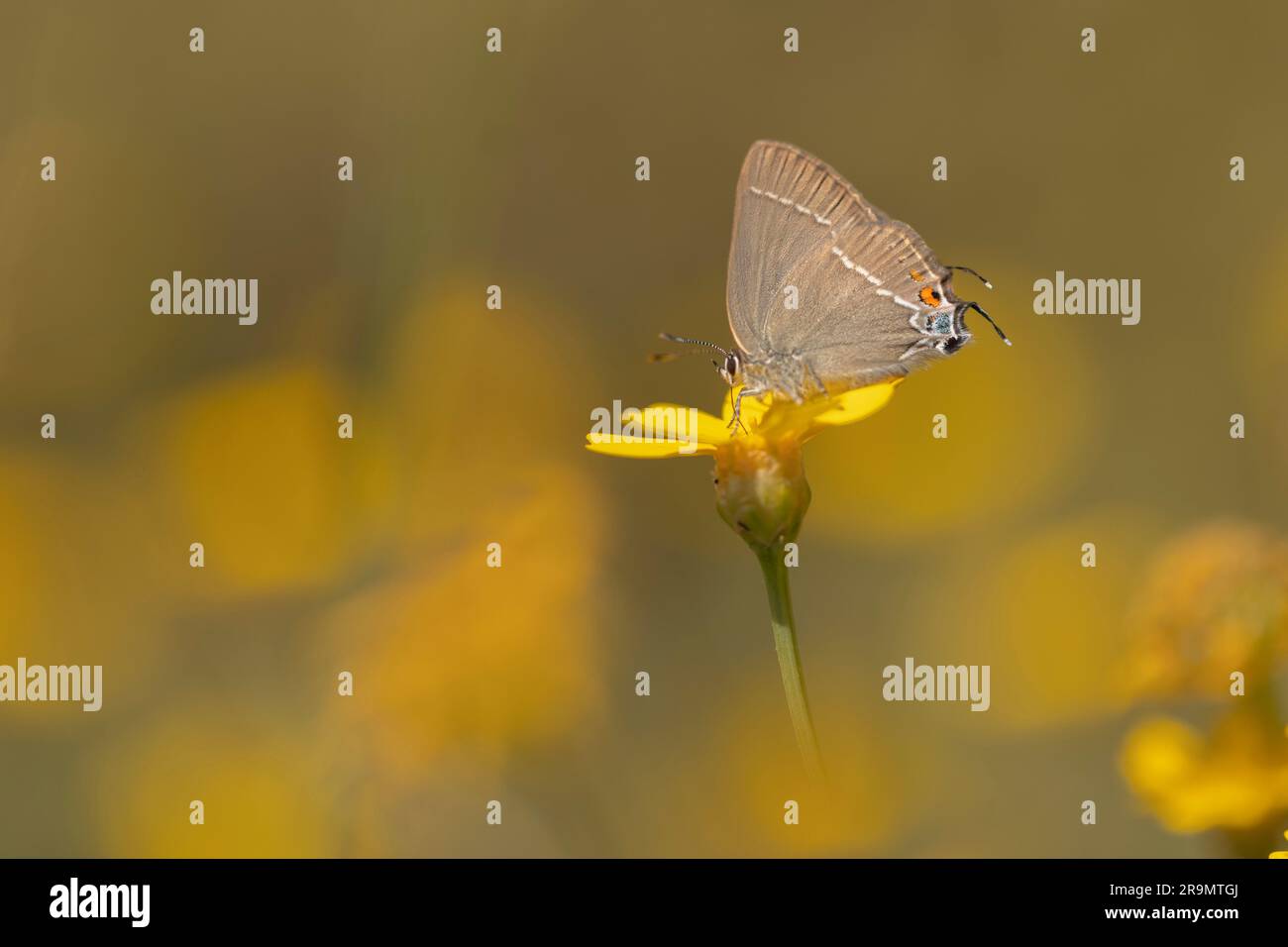 Blauer Fleckhairstreak (Satyrium spini) Schmetterling. Dieser Schmetterling wird in den meisten südlichen und mittleren Europa gefunden, fotografiert im Mai in Israel Stockfoto