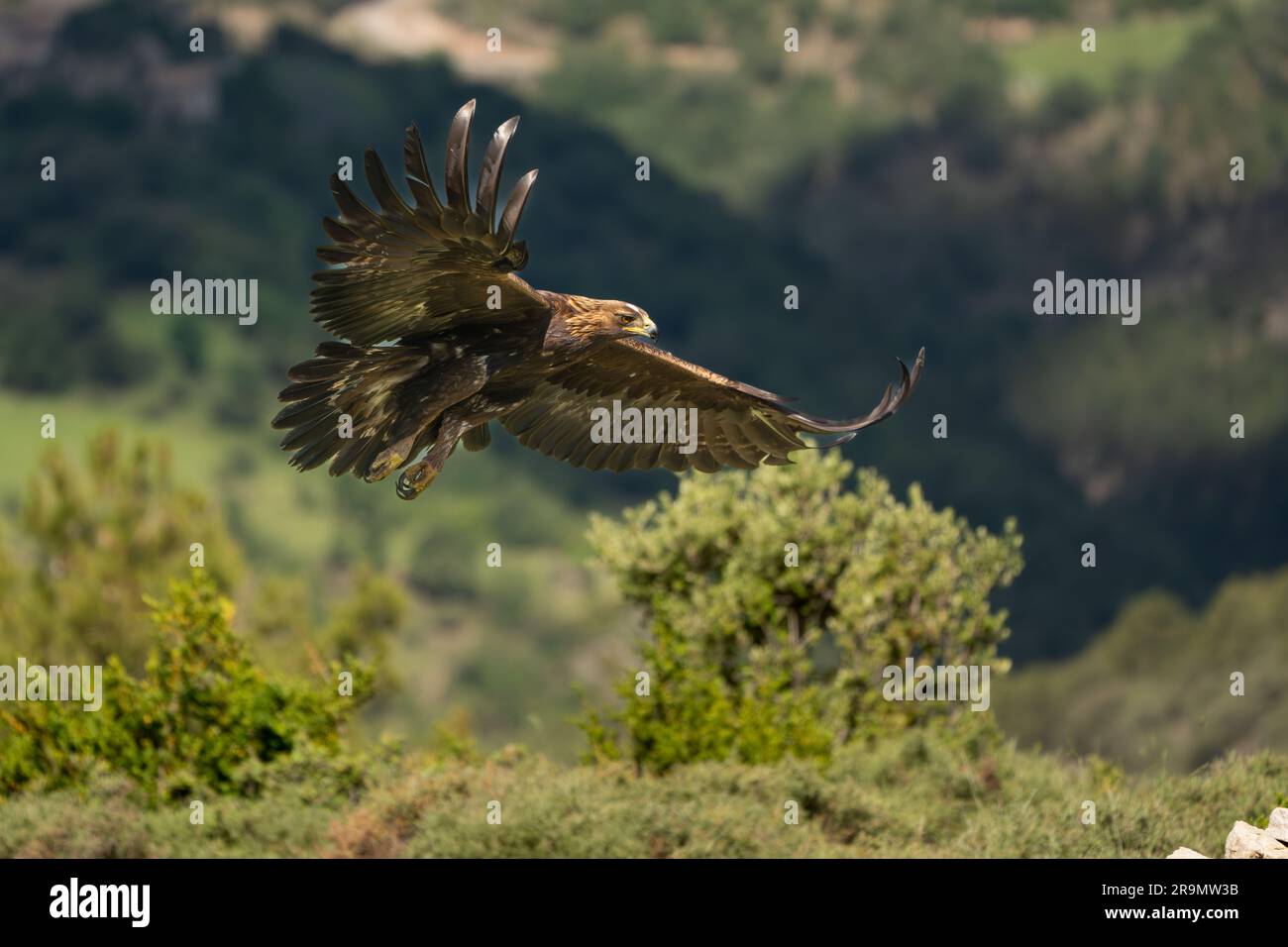 Der Goldadler (Aquila chrysaetos), der in den Pyrenäen in Spanien fotografiert wurde Stockfoto