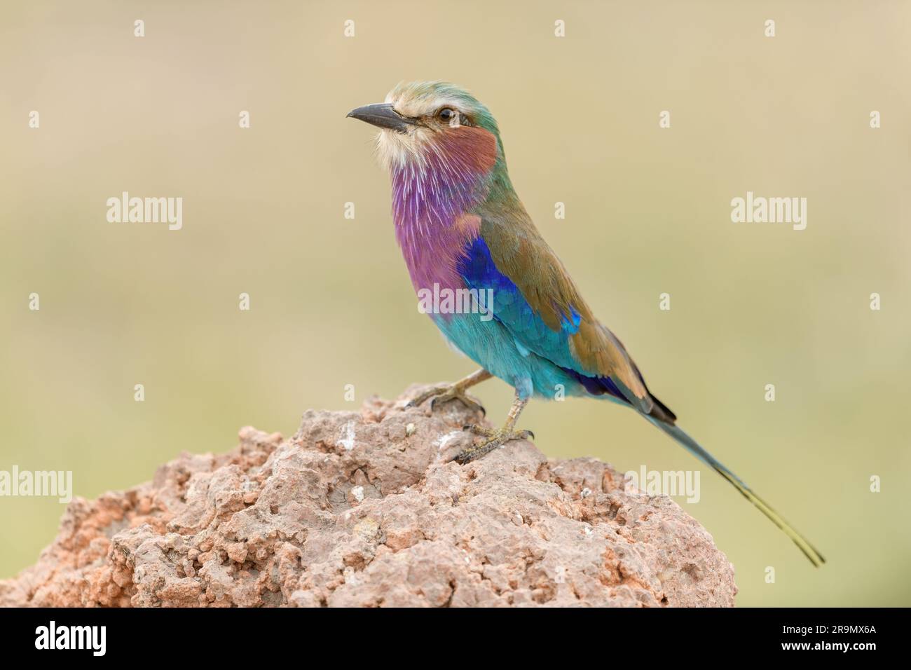 Porträt einer lilafarbenen Walze hoch oben auf einem Felsen in Masai Mara, Kenia Stockfoto