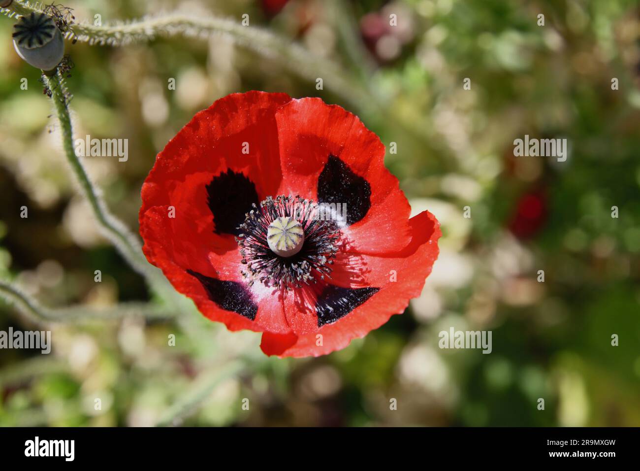 Charleston Farmhouse, West Firle, Lewes, Sussex, Vereinigtes Königreich Bloomsbury Group Stockfoto