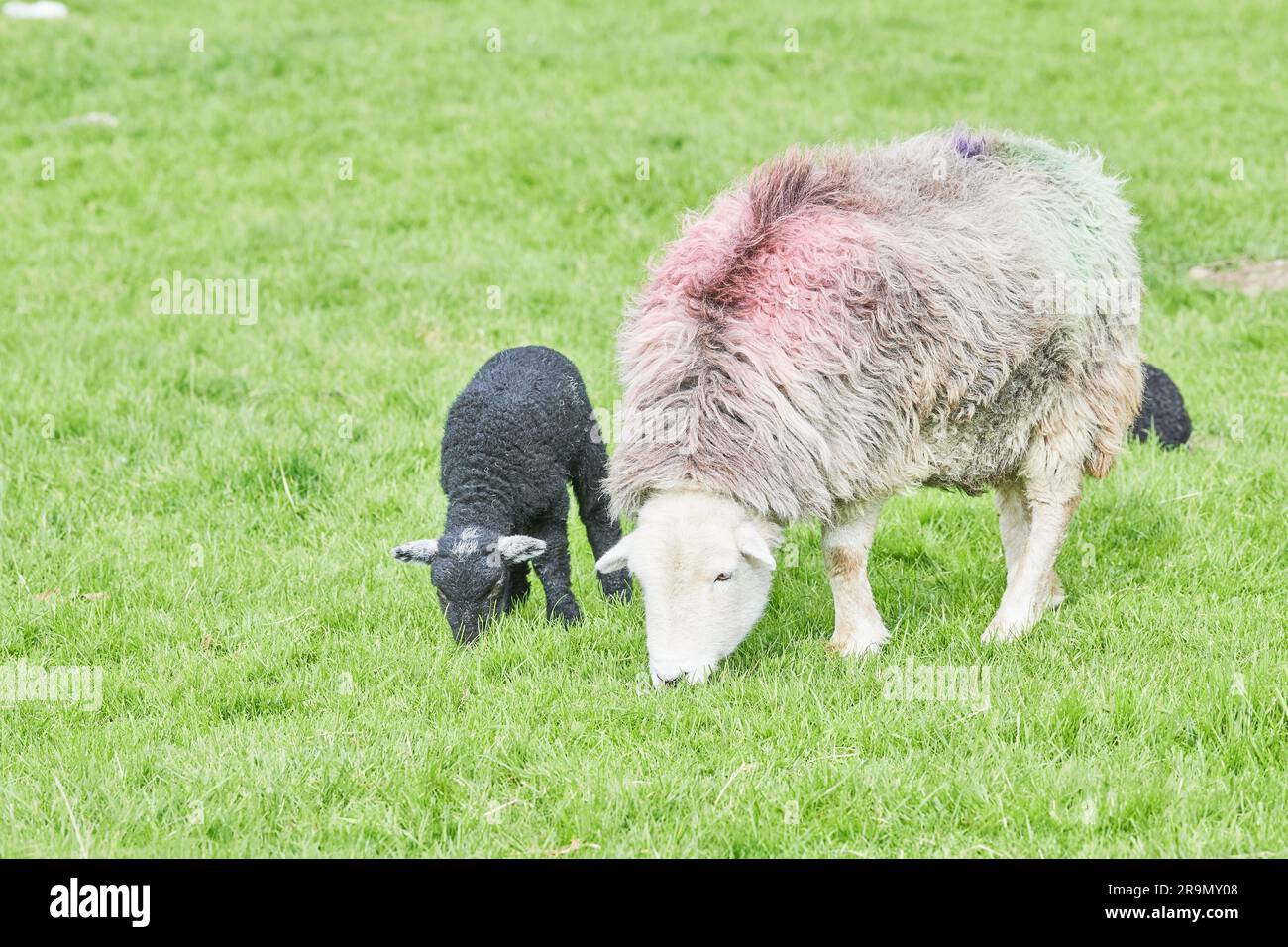 Ein Schaf mit ihrem schwarzen Lamm auf Weideland im Borrowdale-Tal, Lake District, Cumbria, England. Stockfoto