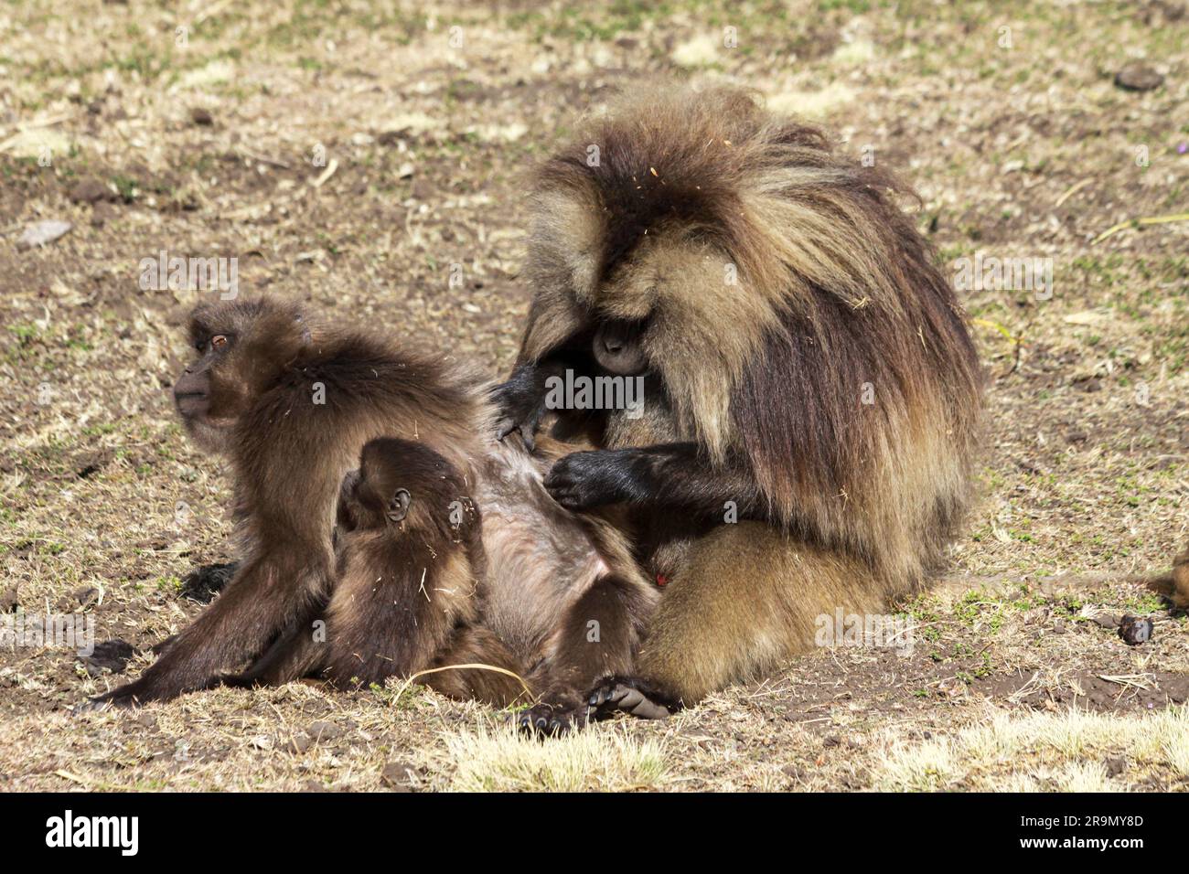 Gelada Forschungsprojekt Simien Berge, Äthiopien Gelada Affen Theropithecus gelada Stockfoto