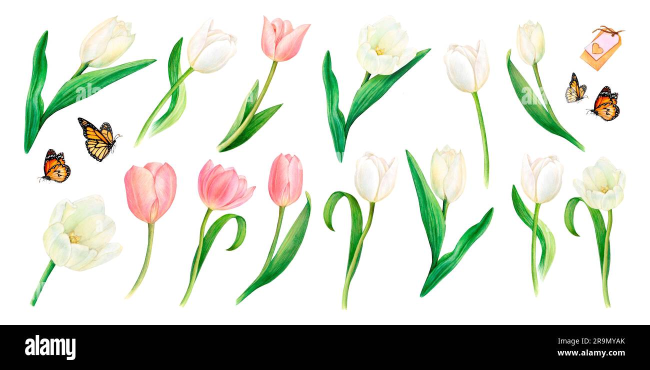 Aquarell gezeichneter Satz mit wunderschönen pinkfarbenen und weißen Tulpenblumen, Schmetterlingen, Herzdekoration, Namensschildern auf weißem Hintergrund. Zeichnung für Logo Stockfoto