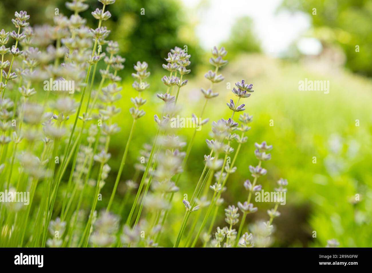 Viele Lavendelblumen im botanischen Garten. Stockfoto