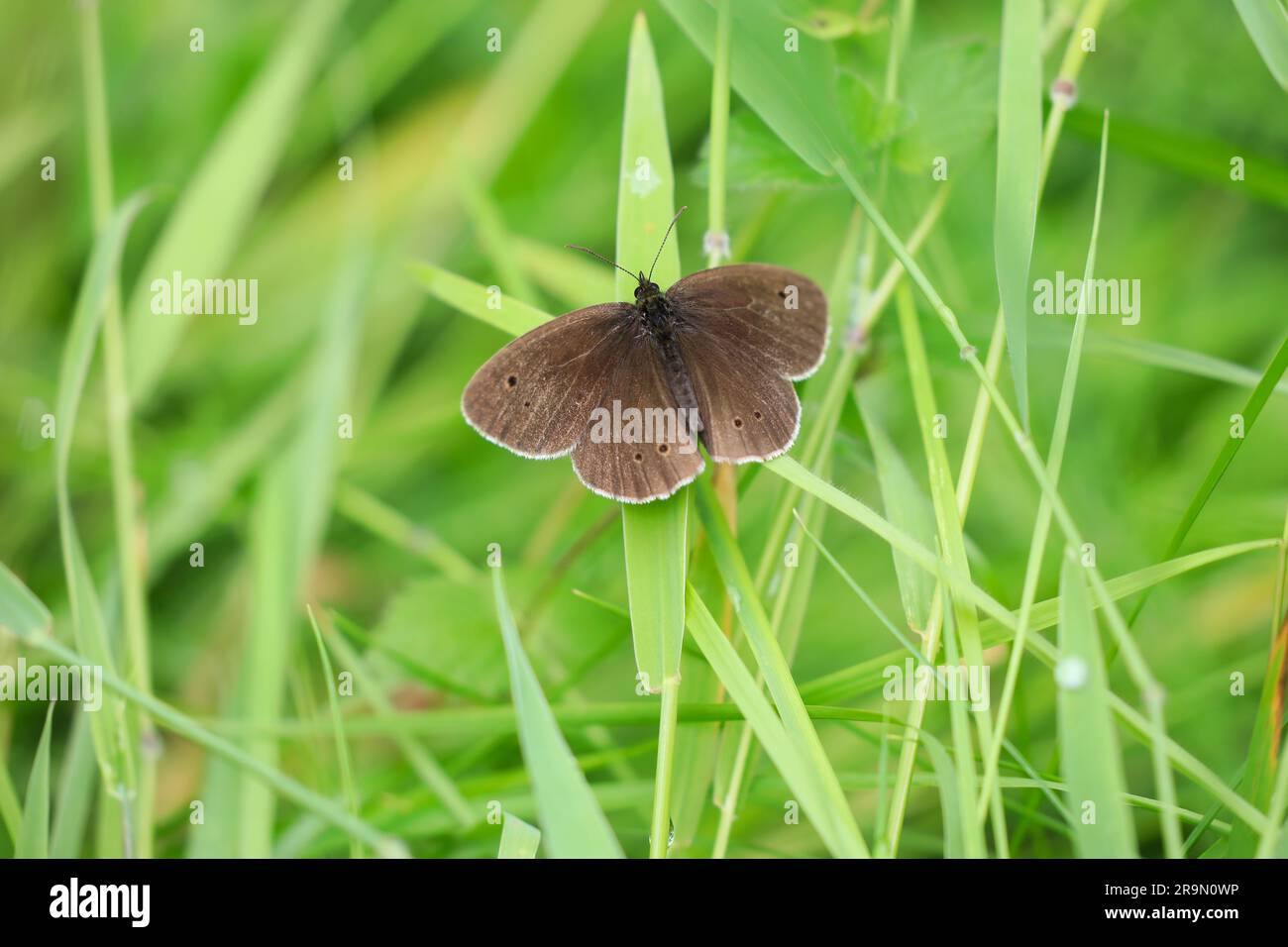 Wiesenbrauner Schmetterling (Maniola jurtina) Männlich auf Grasstiel Stockfoto