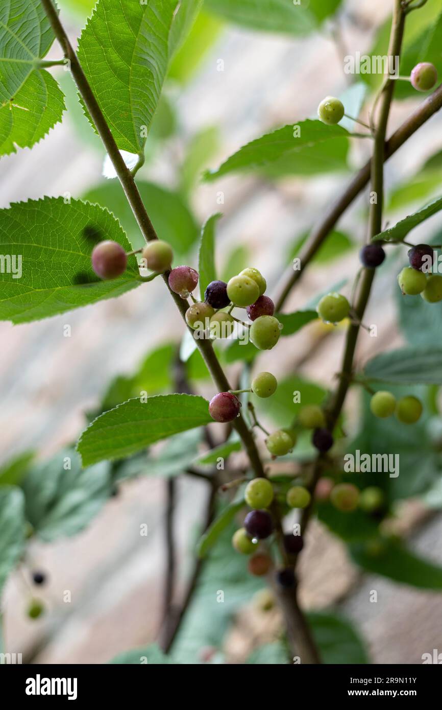 Falsa-Beeren-Fruchtstrauß-Nahaufnahme. Selektiver Fokus. Stockfoto