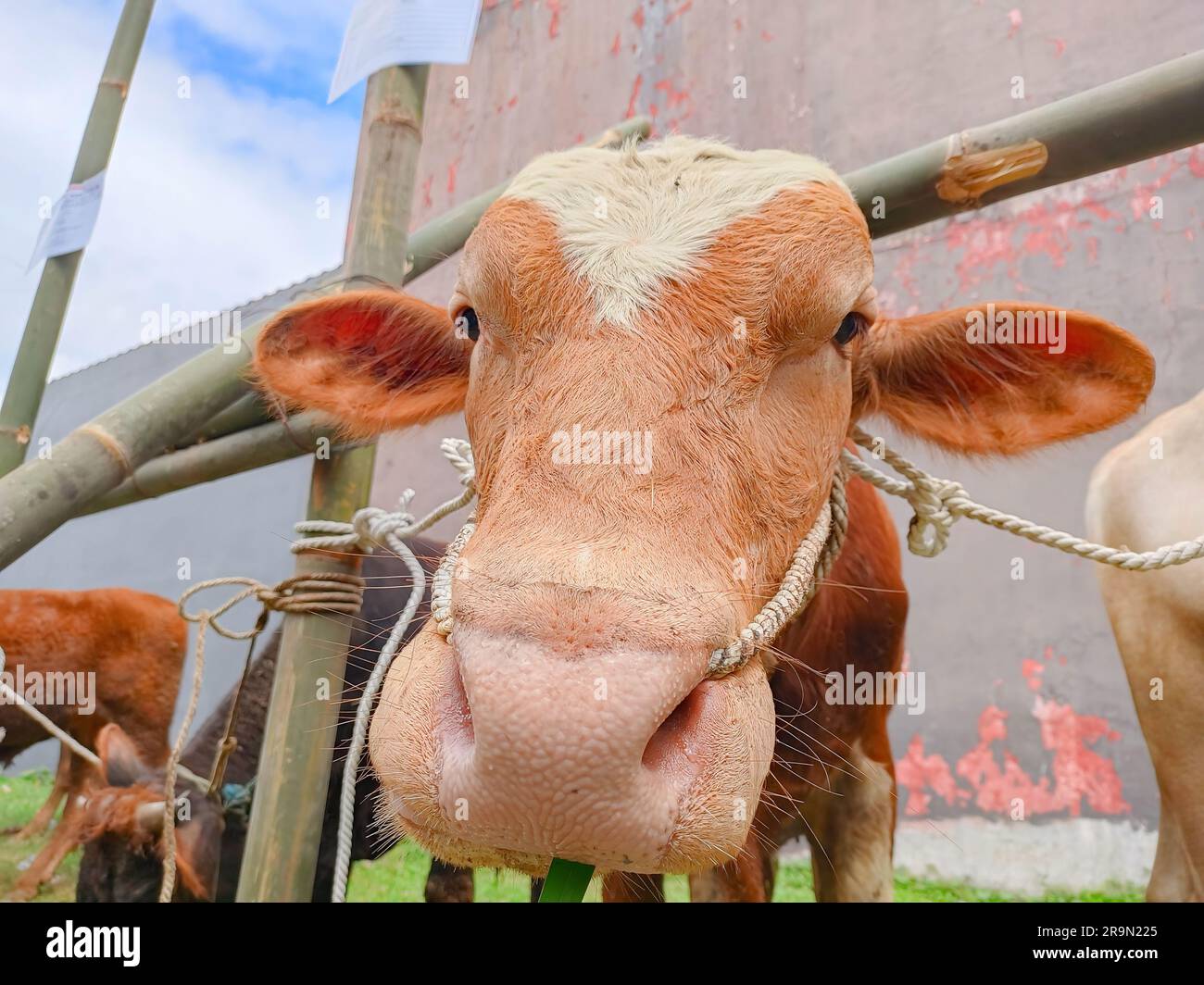 Eine braune Kuh schaut mit unscharfem Hintergrund in die Kamera. Selektiver Fokus. Qurban für Eid al-Adha oder in Indonesien gewöhnlich Idul Adha genannt Stockfoto