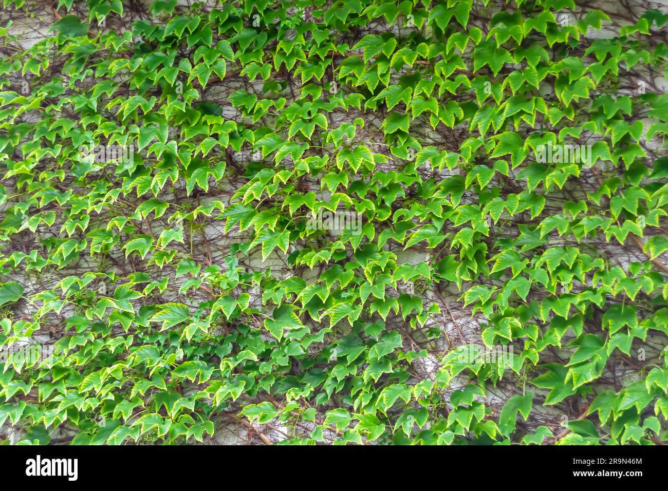 Foto zum Thema Herbst abstrakter Hintergrund von Ahornblättern, die auf die Oberfläche fallen, Fotografie besteht aus herabfallenden, nassen Herbstapfelblättern am Morgen aus C. Stockfoto