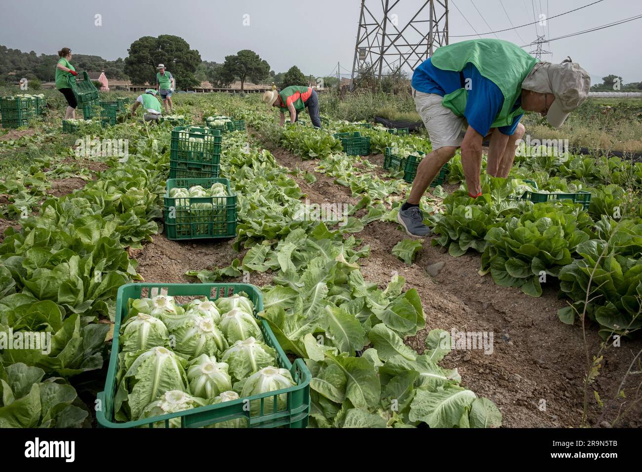 Freiwillige der NRO Espigoladors, die auf den Feldern in Sant Boi de Llobregat, spanien, Lebensmittel für Familien in prekären Situationen beschaffen Stockfoto