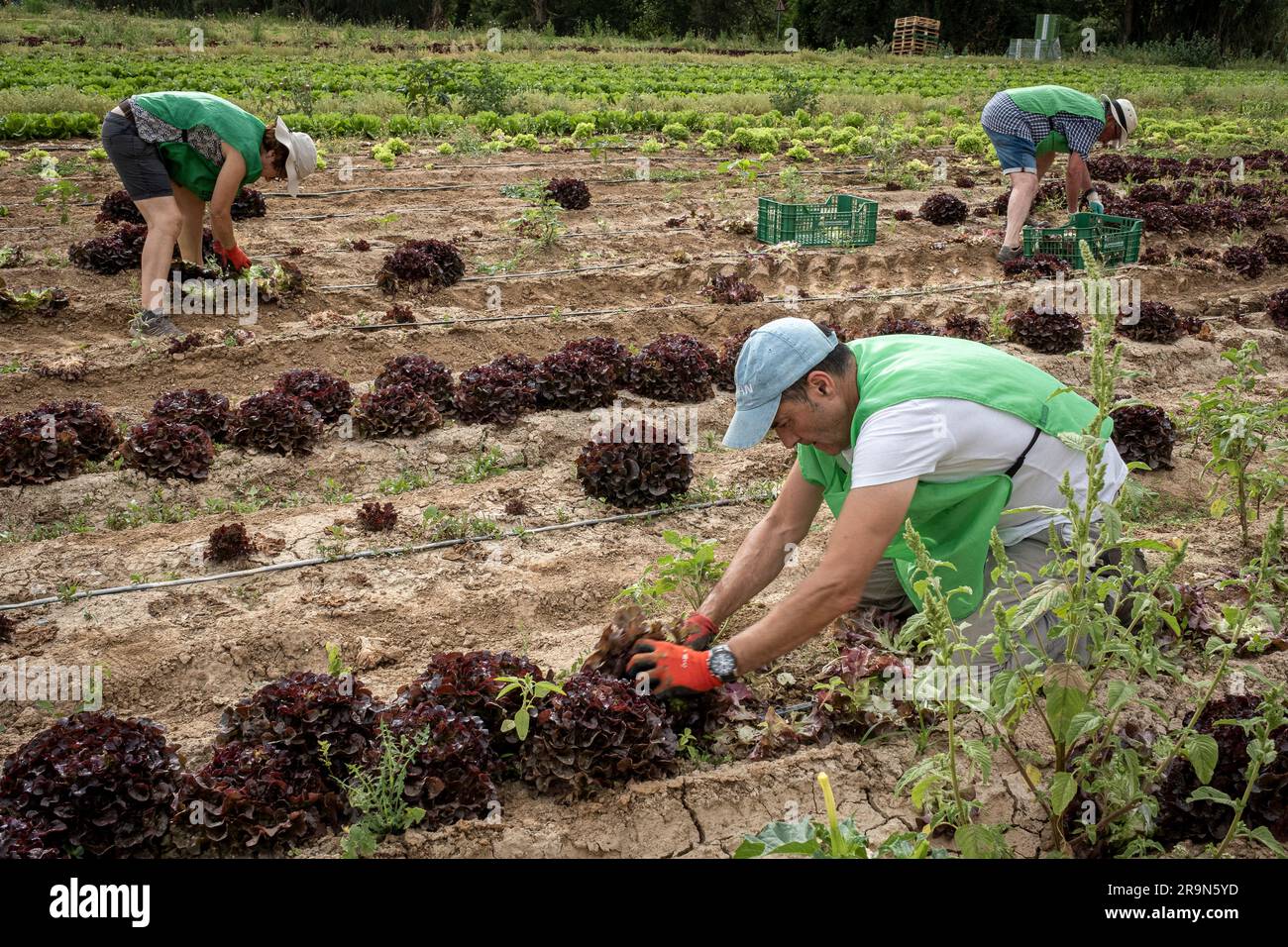 Freiwillige der NRO Espigoladors, die auf den Feldern in Sant Boi de Llobregat, spanien, Lebensmittel für Familien in prekären Situationen beschaffen Stockfoto