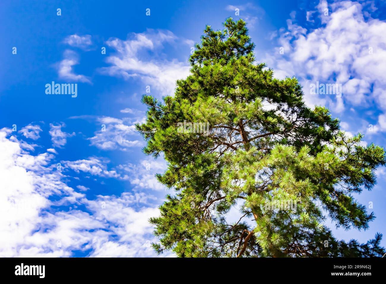 Fotografie zum Thema großer, wunderschöner Herbstbaum am Hintergrund heller Himmel, Foto bestehend aus einer hohen Herbstfichte unter dem Wolkenhimmel, Big A Stockfoto