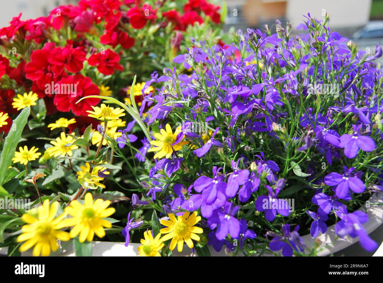 Bunte blumen in einem balkonkasten -Fotos und -Bildmaterial in hoher  Auflsung  Alamy