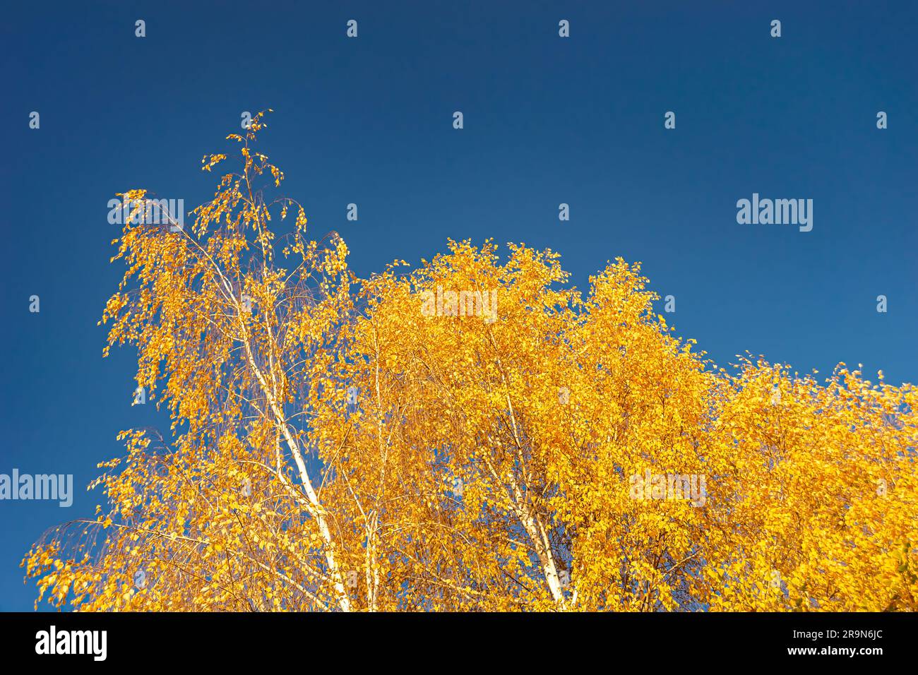 Fotografie zum Thema große, wunderschöne Herbstbirke auf Hintergrund heller Himmel, Foto bestehend aus einer hohen Herbstbirke unter Wolkenhimmel, große Auster Stockfoto