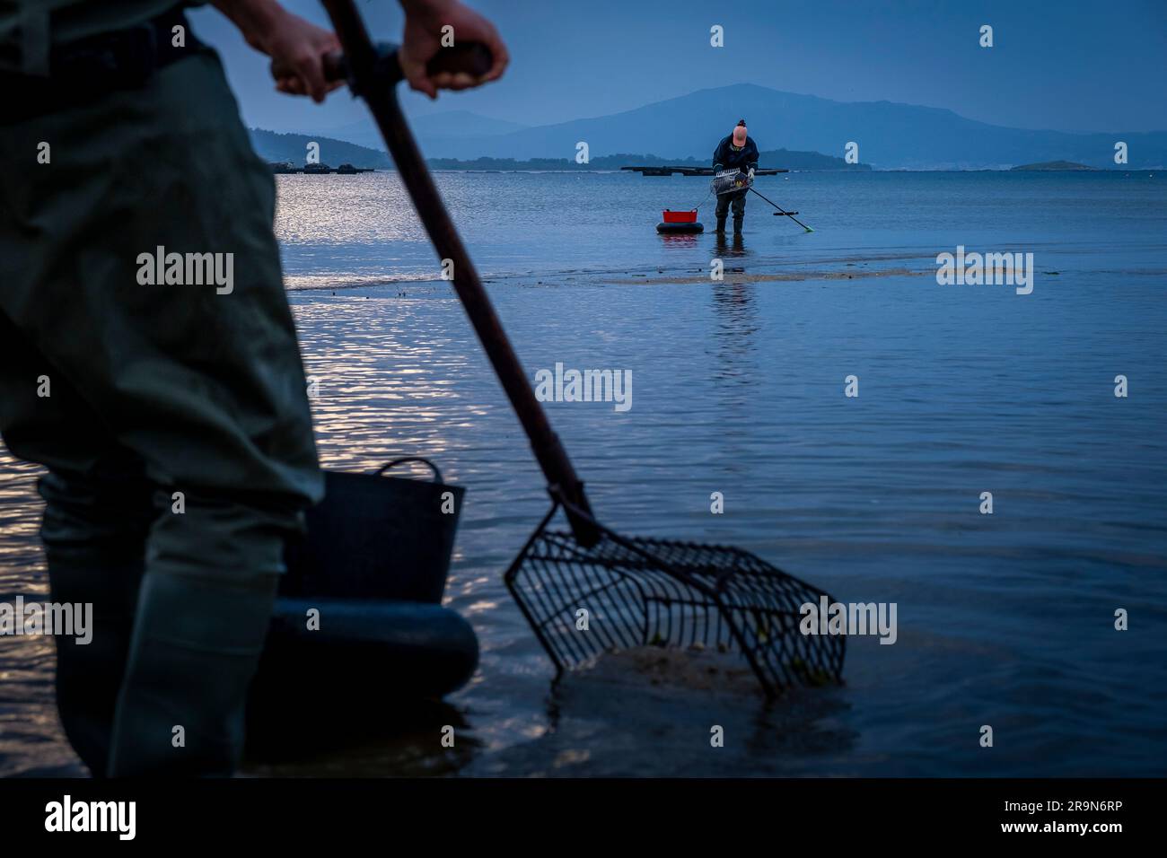 Muschelfischerei, Muschelsammler am Strand von Arenal in der Ria von Arosa in Pobra do Caraminal, Spanien Stockfoto